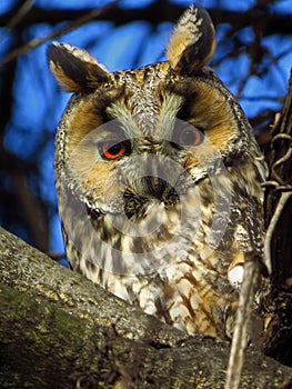 Long-eared owl Asio otus