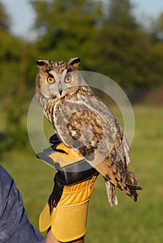 Long-eared Owl (Asio otus, previously Strix otus)