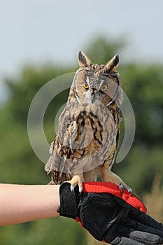 Long-eared Owl (Asio otus, previously Strix otus)