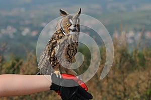 Long-eared Owl (Asio otus, previously Strix otus) photo