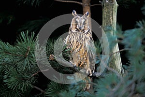 Long-eared owl, Asio otus, photo