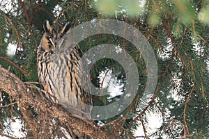 The long-eared owl (Asio otus) sitting on a branch of a coniferous tree in the Czech Republic