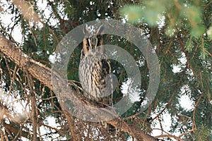 The long-eared owl (Asio otus) sitting on a branch of a coniferous tree in the Czech Republic