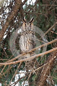 The long-eared owl (Asio otus) sitting on a branch of a coniferous tree in the Czech Republic