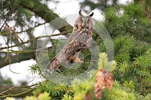 The long-eared owl (Asio otus) sitting on a branch of a coniferous tree in the Czech Republic