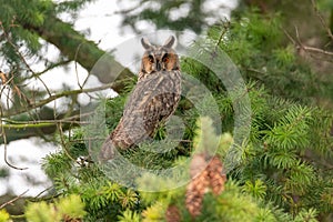 The long-eared owl (Asio otus) sitting on a branch of a coniferous tree in the Czech Republic