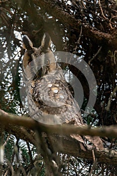 The long-eared owl (Asio otus) sitting on a branch of a coniferous tree in the Czech Republic