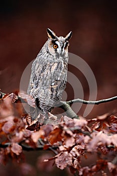 Long-eared Owl (Asio otus) sitting on orange oak branch during autumn photo