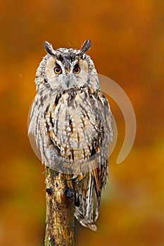 Long-eared Owl, Asio otus, sitting on orange oak branch during autumn. Beautiful bird in forest. Wildlife scene from nature. Catch photo