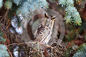 A Long-eared Owl Asio otus sitting on a tree