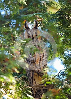 A Long-eared Owl Asio otus sitting on a tree