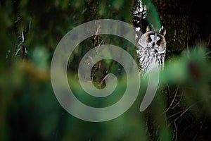 Long-eared owl Asio otus sitting on a tree. Bird wintering ground on spruce in the Czech Republic. Wild animal in natural