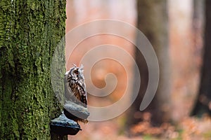 The long-eared owl Asio otus sitting on a tree trunk