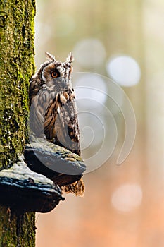 The long-eared owl Asio otus sitting on a tree trunk
