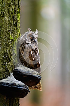 The long-eared owl Asio otus sitting on a tree trunk