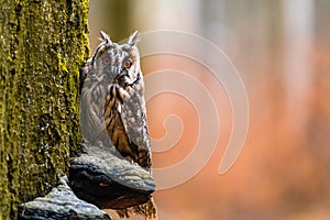 The long-eared owl Asio otus sitting on a tree trunk