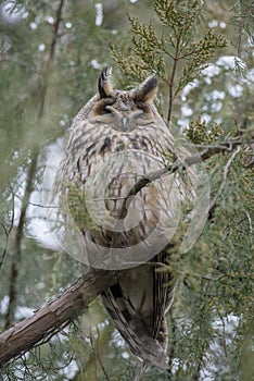 Long-eared owl - asio otus sleeping