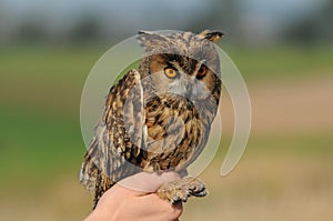 Long-eared Owl (Asio otus) photo