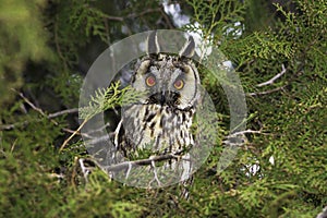 Long-eared owl (Asio otus) in the tree