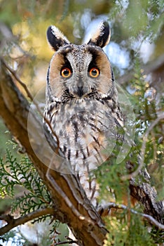 Long-eared owl (Asio otus) in the tree
