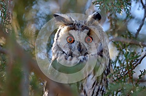 Long-eared owl Asio otus