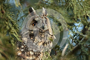 The Long-eared Owl (Asio otus) on the tree photo