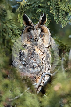 The Long-eared Owl (Asio otus) on the tree photo