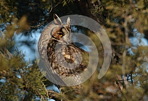 The Long-eared Owl (Asio otus) on the tree at sunset