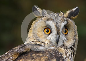 Long Eared Owl Asio otus UK