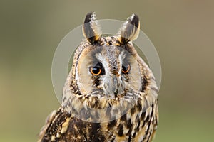 Long Eared Owl Asio otus UK