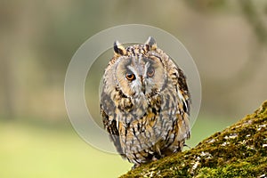 Long Eared Owl Asio otus UK