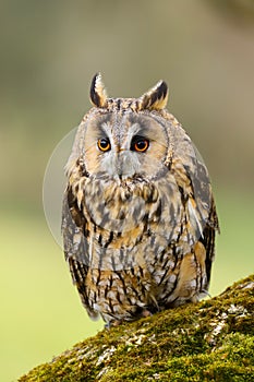 Long Eared Owl Asio otus UK