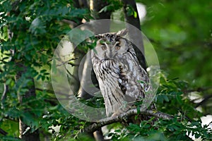 Long-eared Owl Asio Otus in the wild