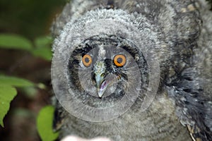 Long-Eared Owl, asio otus, Young calling, Normandy