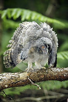 Long-Eared Owl, asio otus, Young opening wings, Normandy