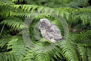 Long Eared Owl, asio otus, Young standing on Fern, Normandy
