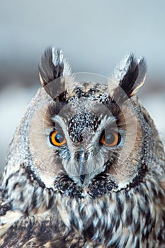 Long-eared owl
