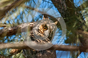Long-eared owl