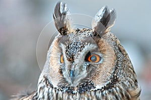 Long-eared owl