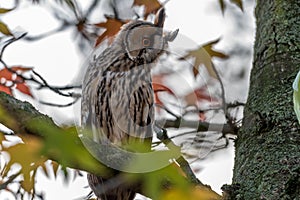 The long-eared owl is back in the village in the tree, they rushed for the other birds of prey that is a danger to them