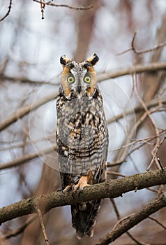 Long-Eared owl on a branch