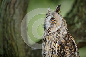 Long-eared owl close-up