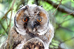 Long eared owl close-up