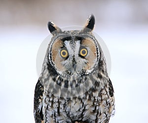 Long-eared Owl Face-to-Face