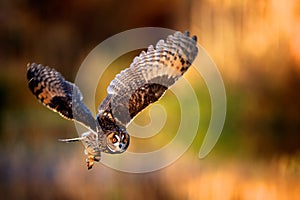 A long eared owl flying