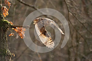 Long-eared owl flying away from a tree branch. Asio otus. Owl in the natural forest bacground.