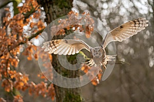 Long-eared owl flying with the trees in background. Asio otus