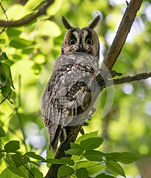 long eared owl in the forest