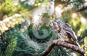 Long eared owl in the forest