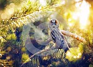 Long eared owl in the forest